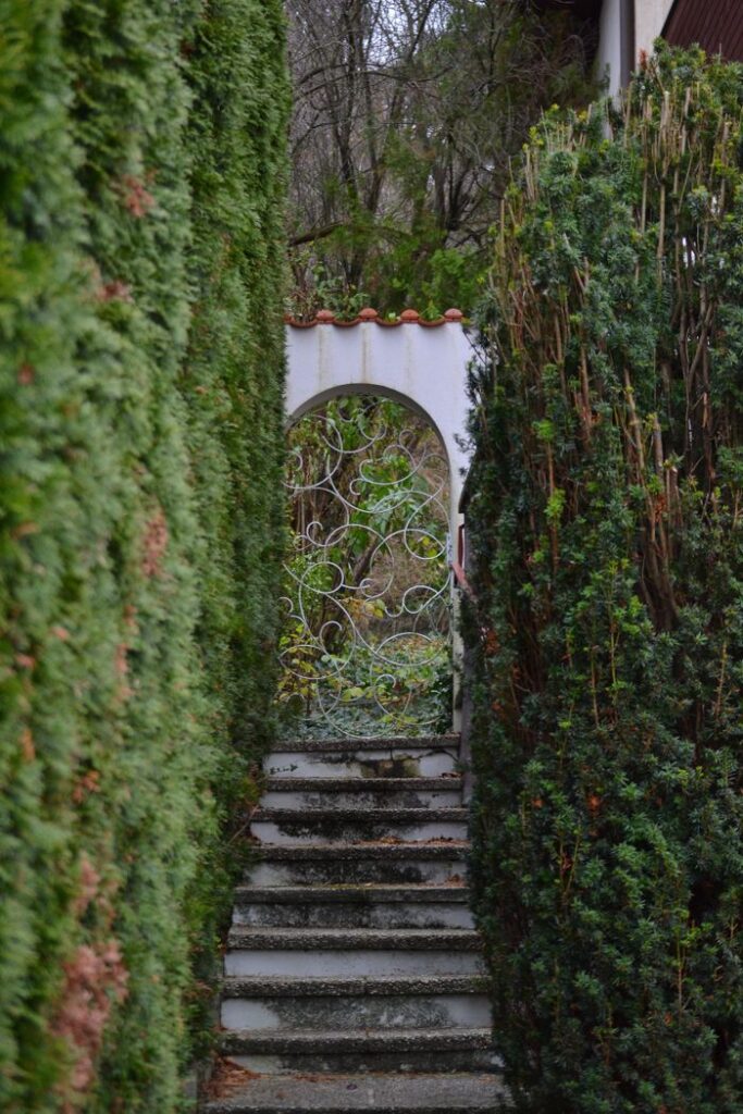 Mystical garden entrance through lush hedges and ornate iron gate.